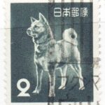 旧アキタ犬2円のフクシマ守山局