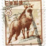 カモシカ8円のヒョウゴ八鹿局
